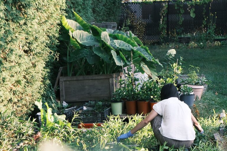 Tips for Creating a Sustainable Garden in Your Backyard